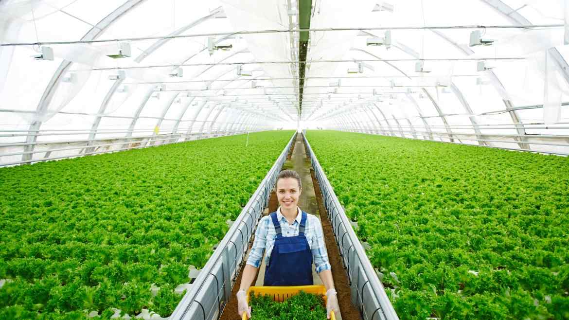 Amazon prodaje zelenu salatu uzgajanu uz pomoć robotike