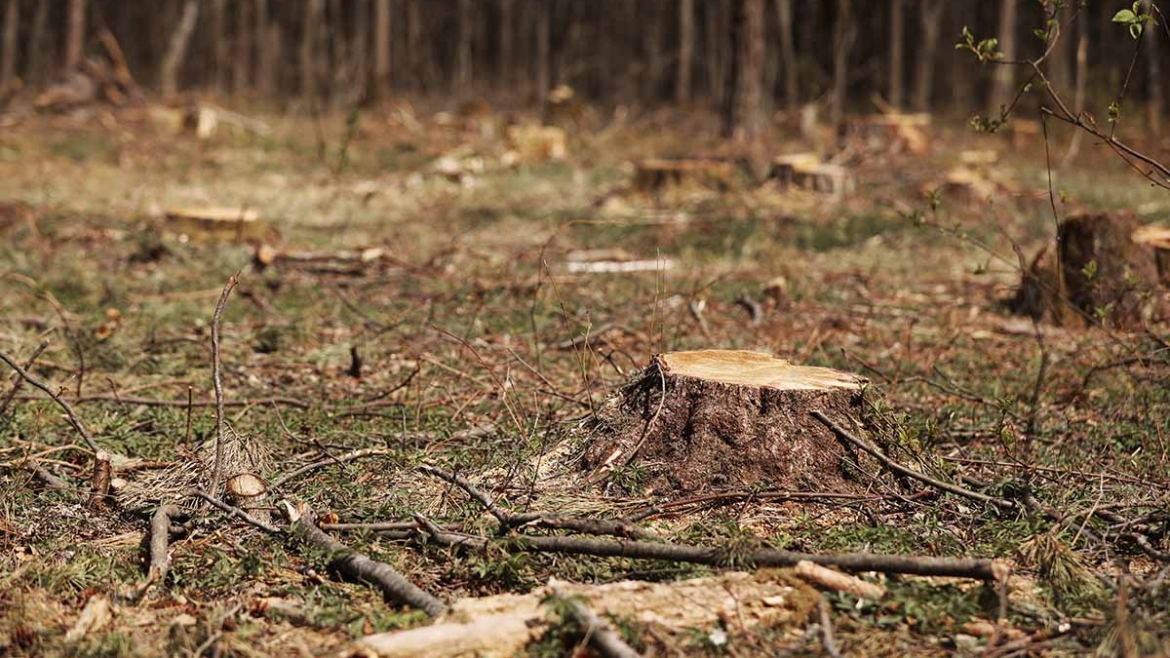 Krčenje šume može izazvati i 18 puta više poplava