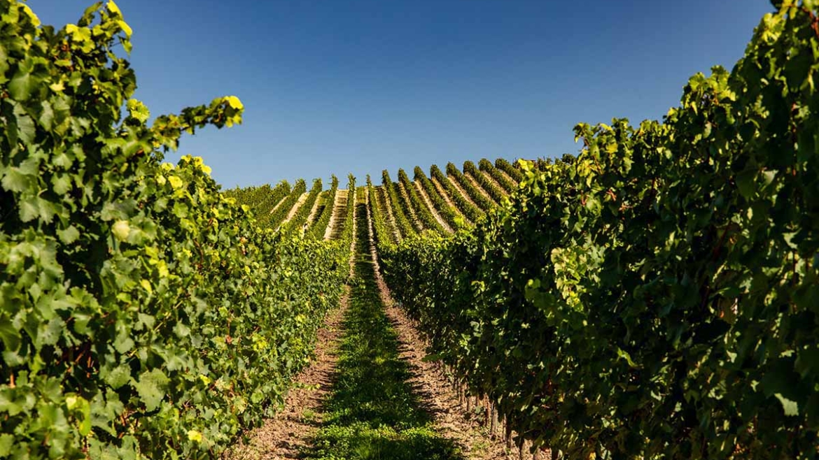 Američki naučnici razvili biorazgradiv materijal od čokota vinove loze – Jači od plastike