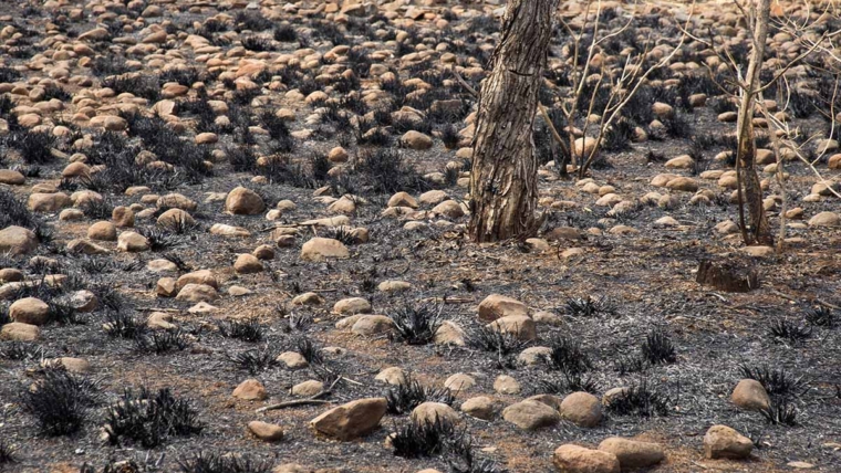 Gubitak prirode mogao bi globalnu ekonomiju koštati 430 milijardi dolara godišnje