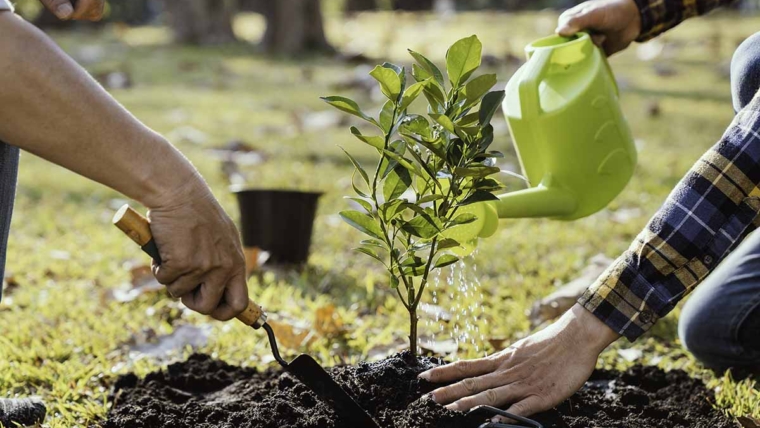 Kako Netflix doprinosi sadnji drveća