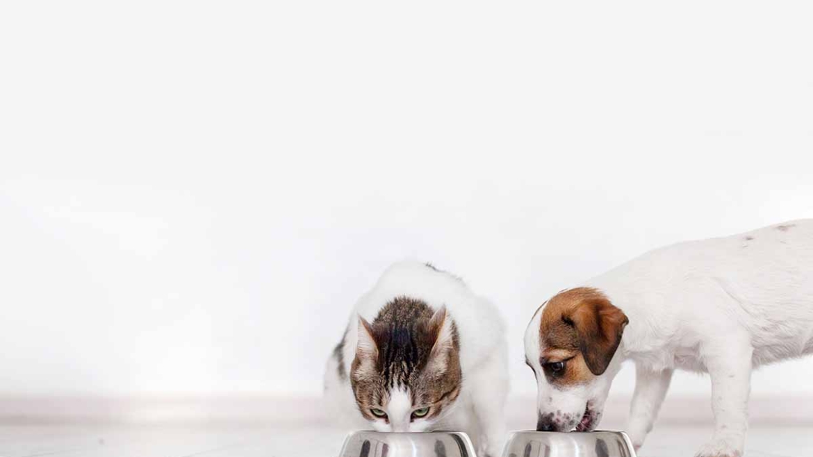 Meatly: Hrana za ljubimce bez ubijanja životinja