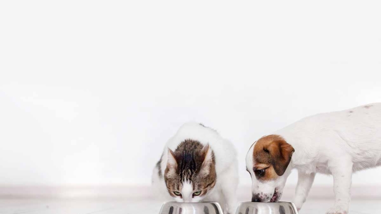 Meatly: Hrana za ljubimce bez ubijanja životinja