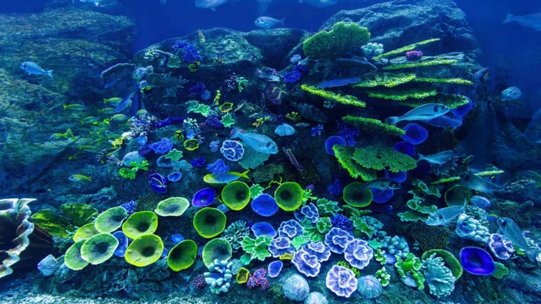 Svet dostigao prvu klimatsku prekretnicu: Masovno izumiranje koralnih grebena