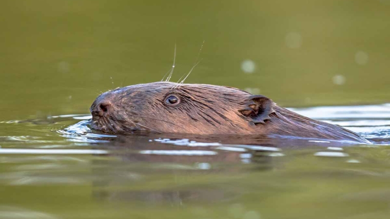 Kako dabrovi ublažavaju klimatske promene