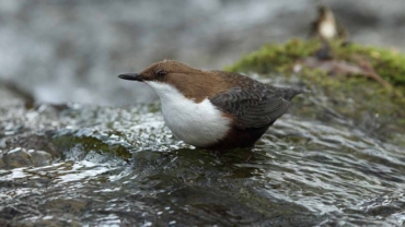 Mikroplastika pronađena kod slatkovodnih ptica u Evropi