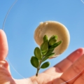 Biološki materijali imaju veliki potencijal da doprinesu razvoju kružne ekonomije