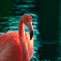 Ekološki protesti u regionu: Od Jadra do Like i flamingosa