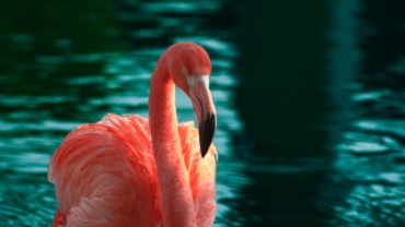Ekološki protesti u regionu: Od Jadra do Like i flamingosa